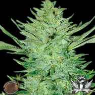 Emerald Triangle Seeds Headlights Kush Auto